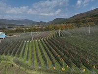 경북도, 254억원 투입 산불 피해 과원을 미래형 과원으로 전면 재조성