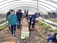 김제시, 폭설과 강풍 이겨낸 '광활감자' 수확 시작 