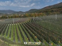 경북도, 전국 최초로 '사과 노지 스마트팜 교육‧체험장' 조성