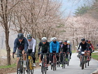임실군, 옥정호 벚꽃축제와 함께한 자전거대회 대박