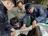 철갑상어,  양식 산업에 새바람 활력 불어 넣어