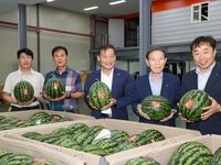 진안고원 명품 수박 본격 출하, 당도 높고 과육 단단