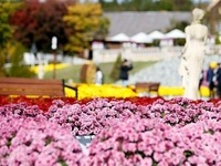 임실군, 임실치즈테마파크 천만송이 국화 만개 