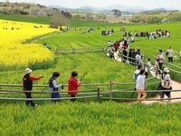 제22회 고창 청보리밭 축제, 23일간의 대장정을 마치다