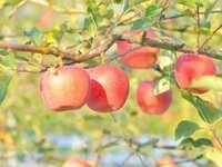 순창군, 과수 화상병 관내 유입 원천 차단