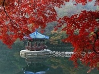 정읍시, 내장산 단풍 다음 주 절정 예상 